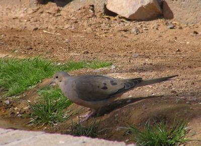 02-26-06 mourning dove1.jpg