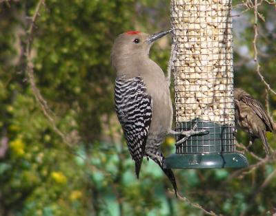 gila_woodpecker