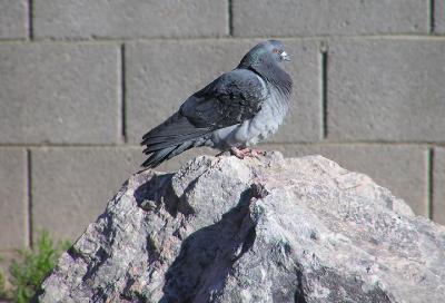 rock_pigeon