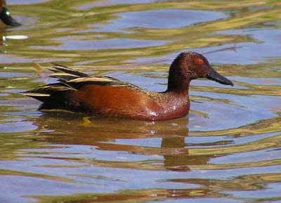 03-04-06 cinnamon teal lifer2.jpg