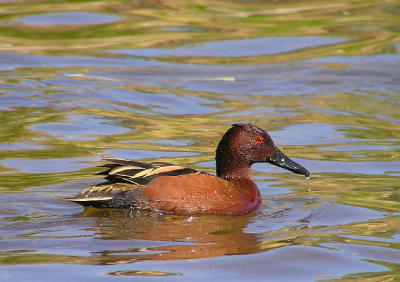03-04-06 cinnamon teal lifer3.jpg