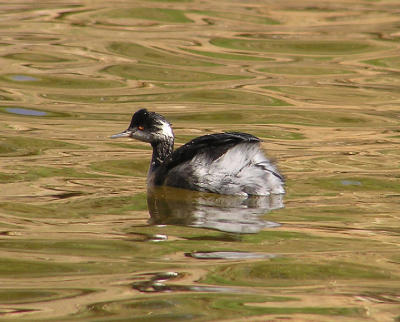 03-04-06 eared grebe1 lifer.jpg