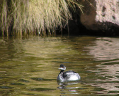 03-04-06 eared grebe2 lifer.jpg