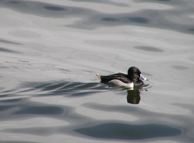 03-04-06 ring necked duck1.jpg