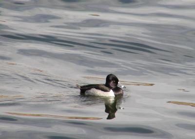 03-04-06 ring necked duck2.jpg