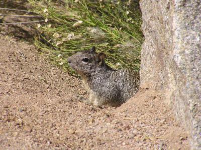 03-04-06 rock squirrel1.jpg