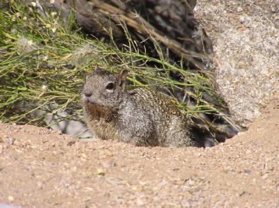 03-04-06 rock squirrel2.jpg