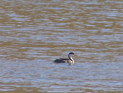 03-04-06 western grebe2 lifer.jpg