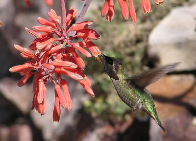 hummingbirds