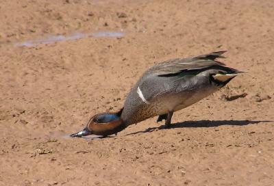 green-winged_teal