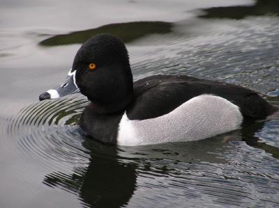 03-20-06 ringnecked1.jpg