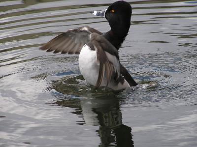 03-20-06 ringnecked2.jpg