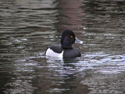 03-20-06 ringnecked3.jpg
