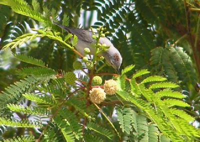 03-26-06 lifer lucys warbler2.jpg