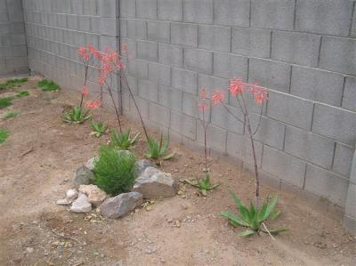 Soap Aloe, (aloe saponaria) Native to Africa