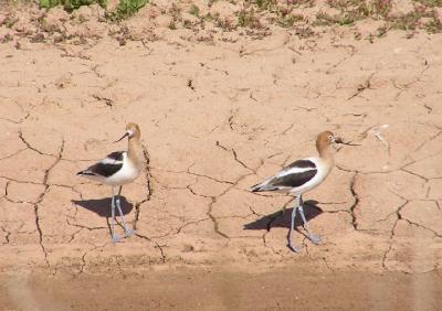 american_avocet