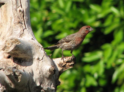 house_finch
