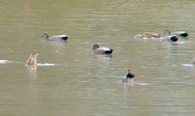 ducks