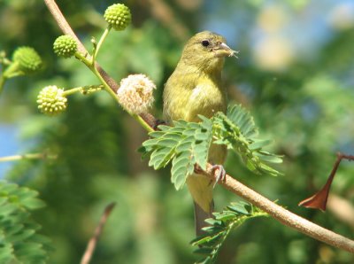 04-29-07 lesser goldfinch1.jpg