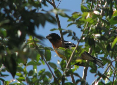grosbeak