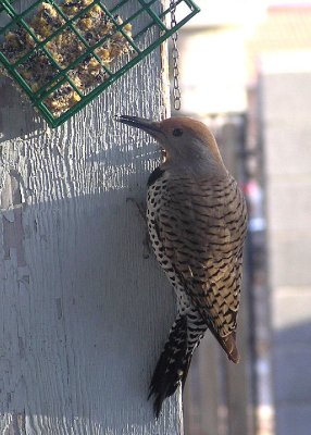 03-23-06 flicker1.jpg