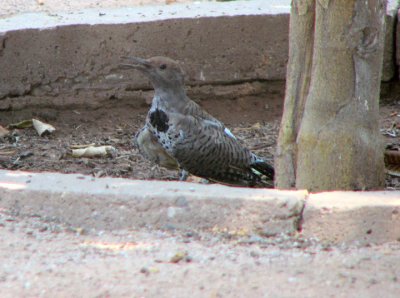 08-18-07 juvie gilded flicker.jpg