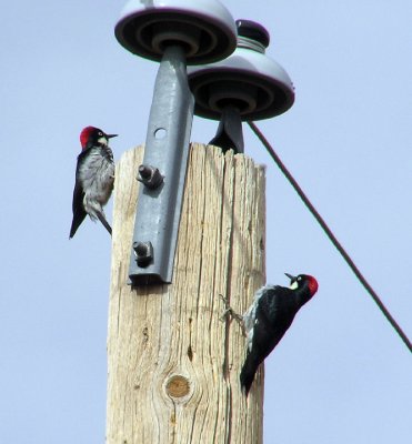 02-18-07 acorn woodie lifer.JPG