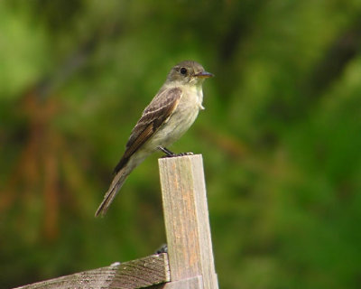 eastern_wood_peewee