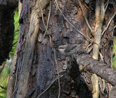 01-25-06 bhnuthatch.jpg