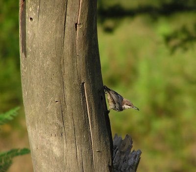 brown_headed_nuthatch