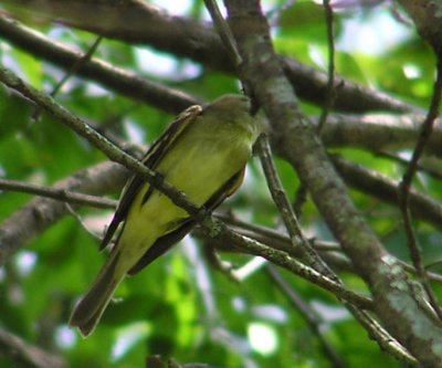 yellow_bellied_flycatcher