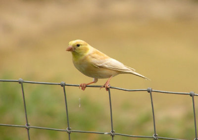 american_goldfinch