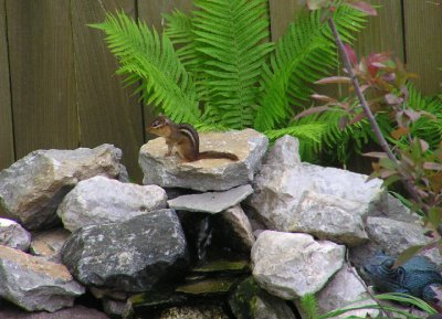 05-10-05 chipmunk1.jpg