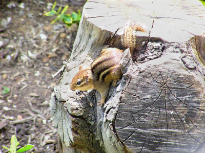 05-10-05 chipmunk2.jpg