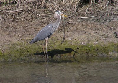 great_blue_heron