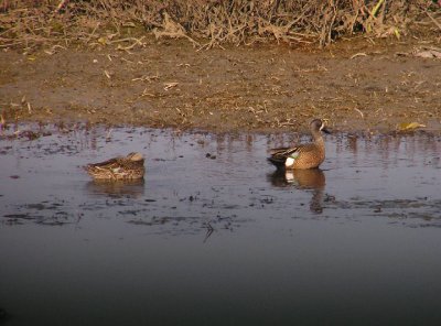 05-07-05 blue winged teal1.jpg