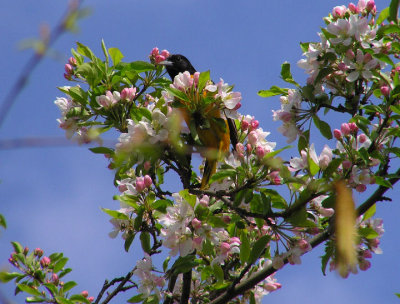 baltimore_oriole