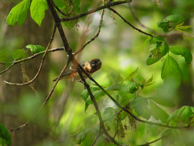 05-09-05 bay breasted1.jpg