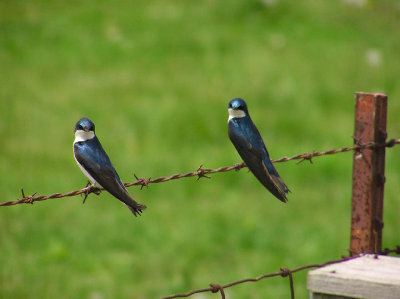 05-11-05 tree swallows1.jpg