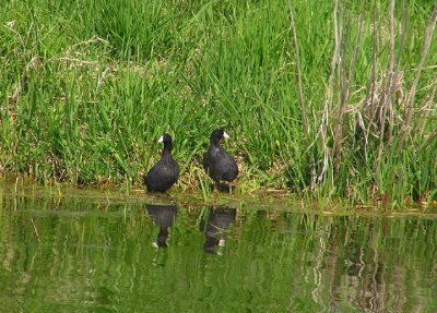 american_coot