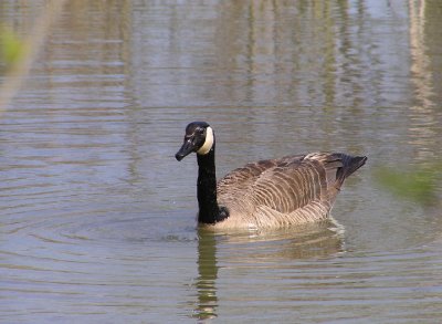 canada_goose
