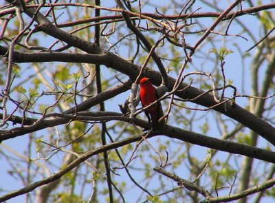 scarlet_tanager