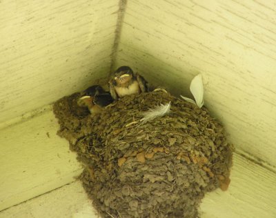06-06-05 baby barns1.jpg
