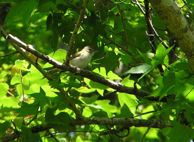 05-01-05 red eyed vireo1.jpg