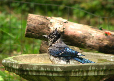 05-15-07 bluejay1.jpg