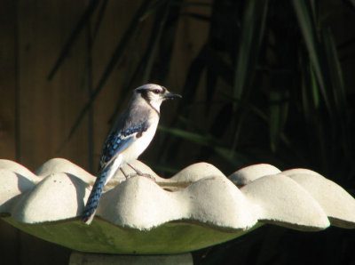 blue_jay