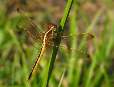 dragonflies