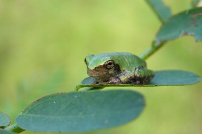 10-01-05 tiny tree frog1.jpg