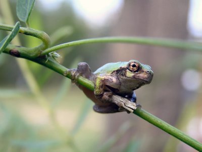 10-01-05 tiny tree frog3.jpg