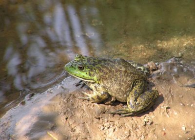 frogs